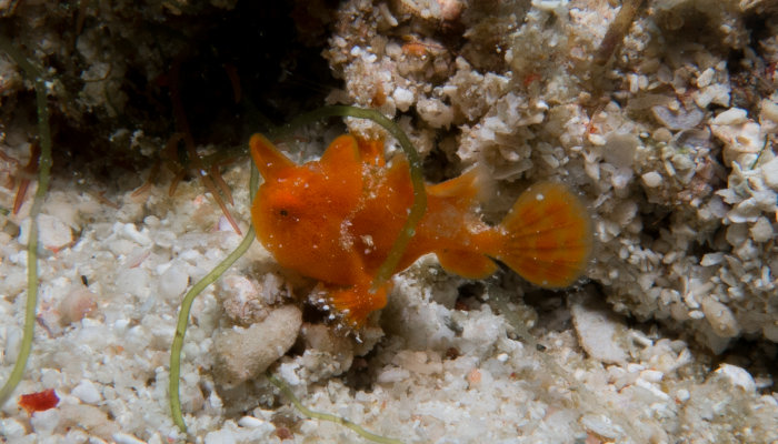 Baby Red Frogfish - 10mm
